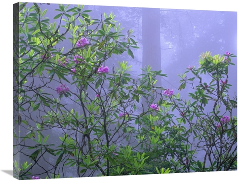 Global Gallery GCS-395939-2432-142 24 x 32 in. Pacific Rhododendrons i