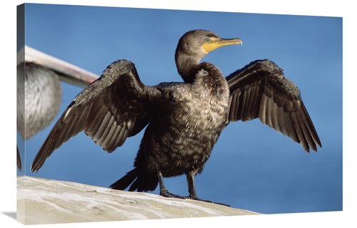 24 x 36 in. Double-Crested Cormorant Drying Wings, California Art 