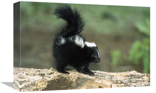 Global Gallery GCS-452555-1218-142 12 x 18 in. Striped Skunk Kit on Lo