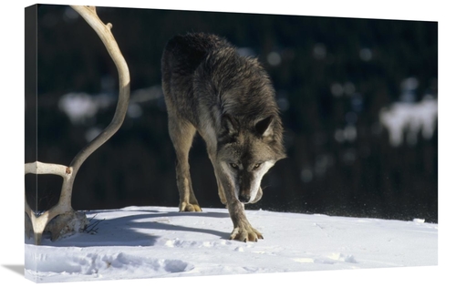 20 x 30 in. Timber Wolf Approaching, North America Art Print - Kon