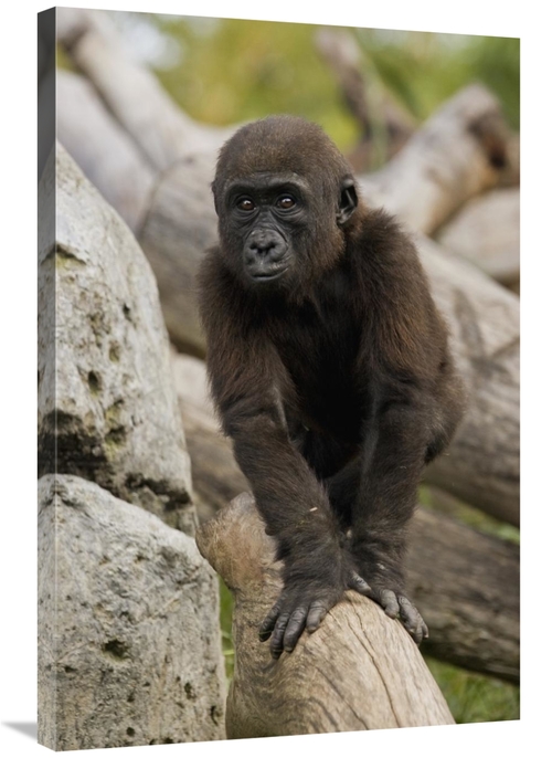 Global Gallery GCS-450915-2436-142 24 x 36 in. Western Lowland Gorilla