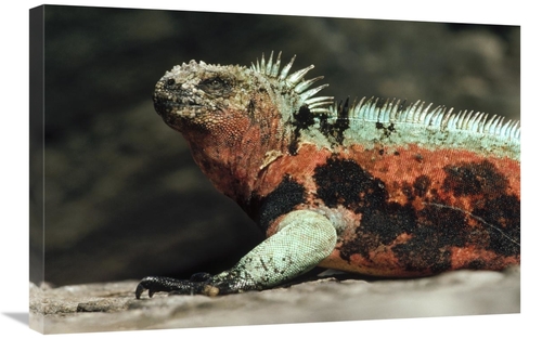 Global Gallery GCS-451319-2030-142 20 x 30 in. Marine Iguana Male in B