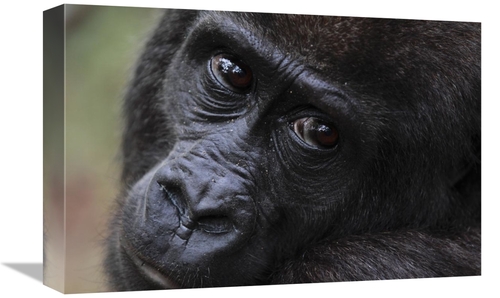 Global Gallery GCS-398070-1218-142 12 x 18 in. Orphan Gorilla, Gab