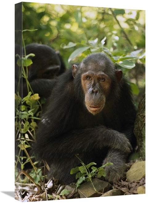 Global Gallery GCS-452827-1624-142 16 x 24 in. Chimpanzee Portrait,