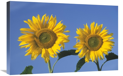 Global Gallery GCS-453610-2030-142 20 x 30 in. Common Sunflower Pair o