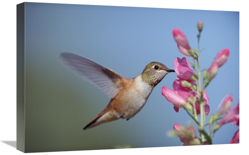 Global Gallery GCS-396502-1624-142 16 x 24 in. Rufous Hummingbird Juve