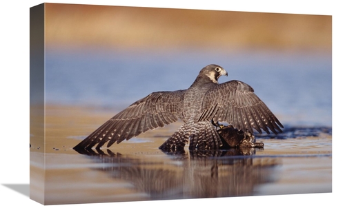 Global Gallery GCS-451964-1218-142 12 x 18 in. Peregrine Falcon Standi
