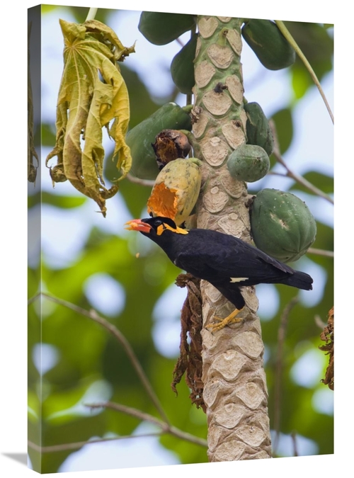 Global Gallery GCS-453643-2030-142 20 x 30 in. Hill Myna Feeding on Pa