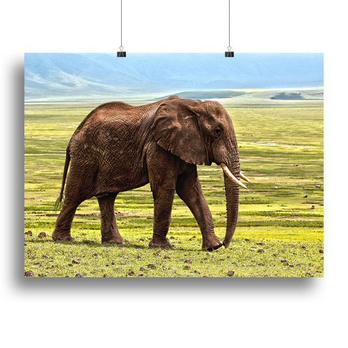 Brown Elephant Canvas Print or Poster