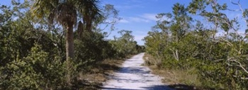 Panoramic Images PPI94258L Dirt road passing through a forest  Indigo 