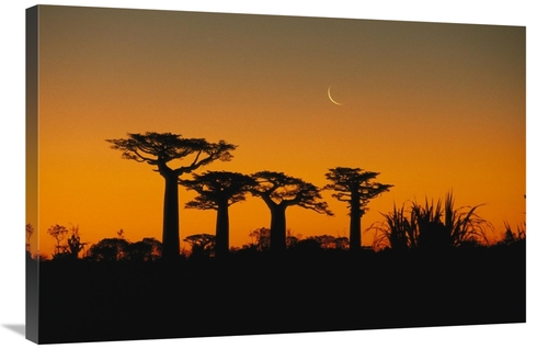 Global Gallery GCS-452650-2436-142 24 x 36 in. Grandidiers Baobab Tree