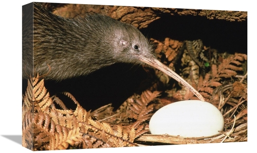 Global Gallery GCS-451108-1218-142 12 x 18 in. North Island Brown Kiwi