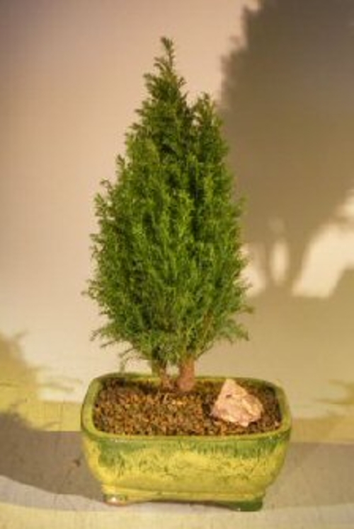 European Cypress Evergreen Bonsai Tree (chamaecypari Iawsoniana