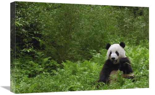 Global Gallery GCS-453071-1624-142 16 x 24 in. Giant Panda Near Bamboo