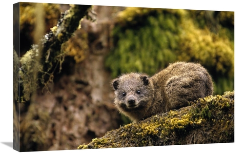 Global Gallery GCS-452778-2030-142 20 x 30 in. Eastern Tree Hyrax in H