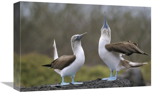 Global Gallery GCS-451380-1218-142 12 x 18 in. Blue-Footed Booby Pair 