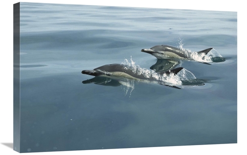 Global Gallery GCS-453443-2030-142 20 x 30 in. Common Dolphin Pair Sur