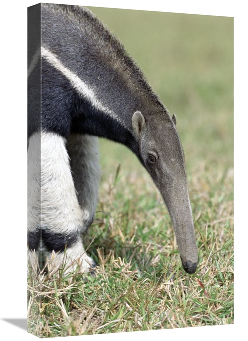 Global Gallery GCS-451481-22-142 22 in. Giant Anteater, Pantanal&#