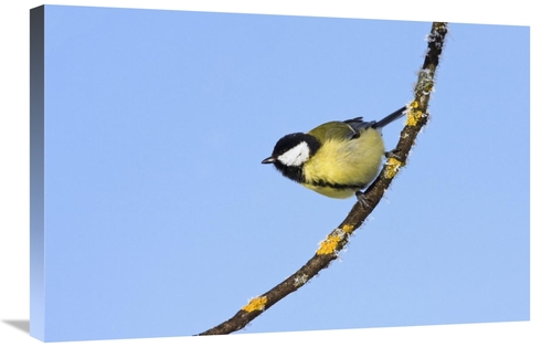 Global Gallery GCS-452716-2030-142 20 x 30 in. Great Tit in Winter,