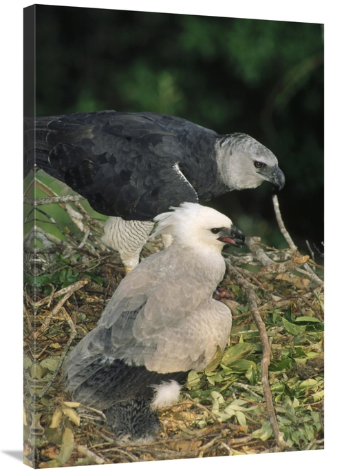 Global Gallery GCS-451208-2436-142 24 x 36 in. Harpy Eagle Female & Ch