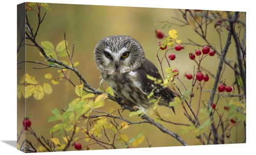 Global Gallery GCS-396917-1624-142 16 x 24 in. Northern Saw-Whet Owl P