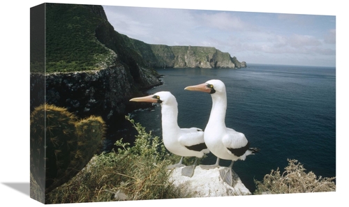 Global Gallery GCS-451293-1218-142 12 x 18 in. Masked Booby Courting P