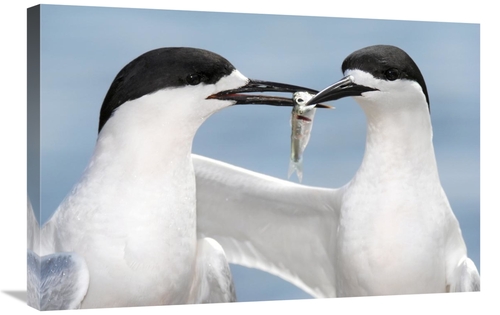 Global Gallery GCS-397475-2030-142 20 x 30 in. White-Fronted Tern in C