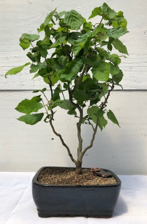 Walking Stick Bonsai Tree (corylus avellana 'contorta')