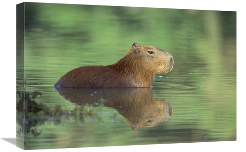 Global Gallery GCS-452523-1624-142 16 x 24 in. Capybara Wading, Pa