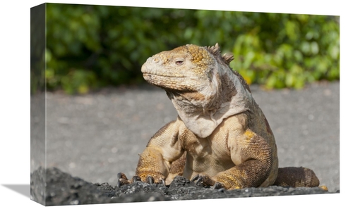 Global Gallery GCS-395618-1218-142 12 x 18 in. Galapagos Land Iguana B