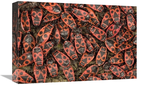 Global Gallery GCS-395349-1218-142 12 x 18 in. Fire Bug Mass Mating
