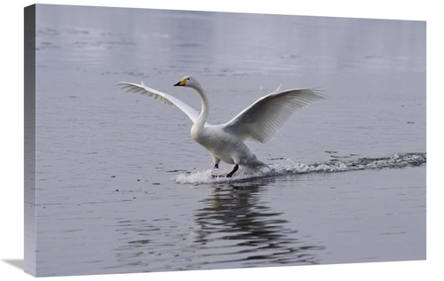 Global Gallery GCS-452350-2030-142 20 x 30 in. Whooper Swan Landing on