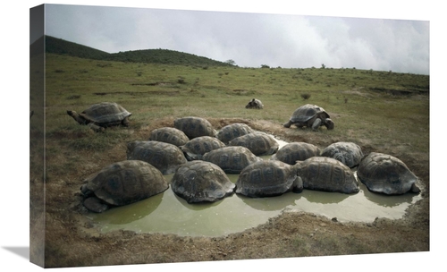 Global Gallery GCS-451274-1624-142 16 x 24 in. Galapagos Giant Tortois