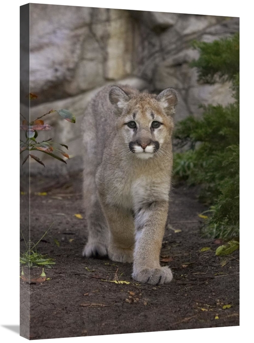 Global Gallery GCS-450898-2030-142 20 x 30 in. Mountain Lion Cub Walki