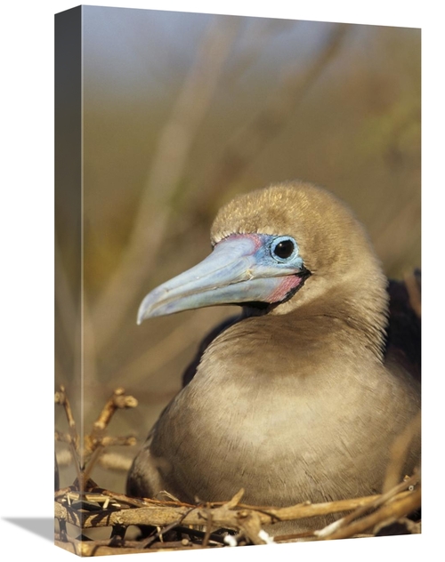 Global Gallery GCS-451296-1218-142 12 x 18 in. Red-Footed Booby Incuba