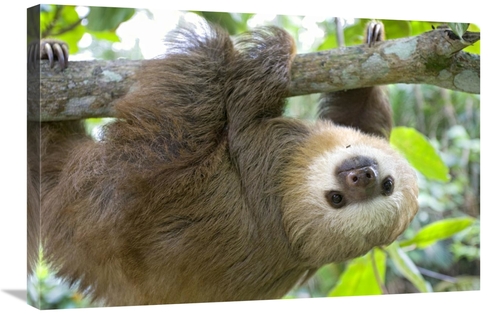 Global Gallery GCS-395871-2030-142 20 x 30 in. Hoffmanns Two-Toed Slot