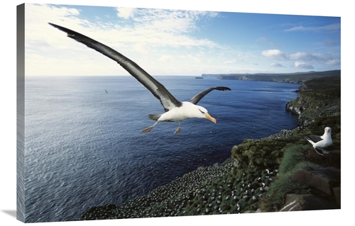 Global Gallery GCS-451609-2436-142 24 x 36 in. Campbell Albatross Comi