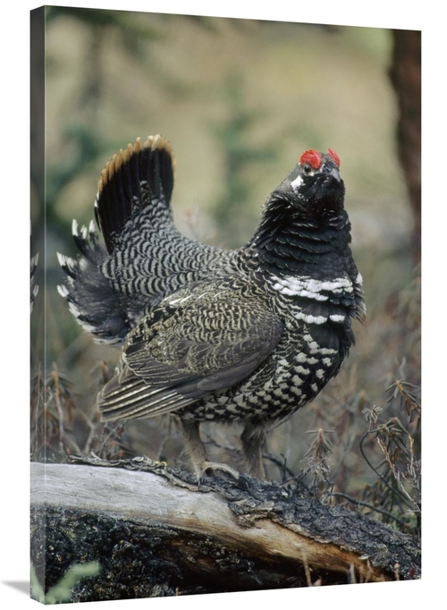 Global Gallery GCS-451853-2436-142 24 x 36 in. Spruce Grouse Male Cour