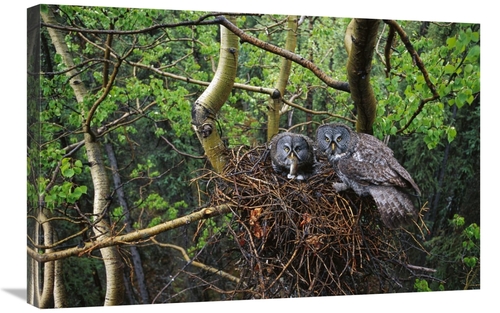 Global Gallery GCS-451924-2030-142 20 x 30 in. Great Gray Owl Pair Nes