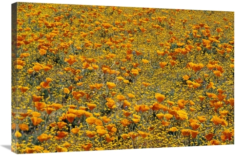 Global Gallery GCS-396266-2436-142 24 x 36 in. California Poppies & Go