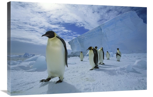 Global Gallery GCS-451728-2436-142 24 x 36 in. Emperor Penguin Crossin