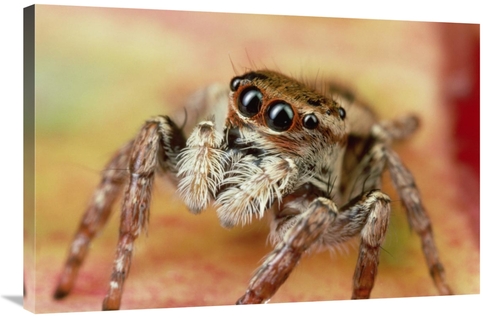 Global Gallery GCS-450719-2436-142 24 x 36 in. Jumping Spider Portrait