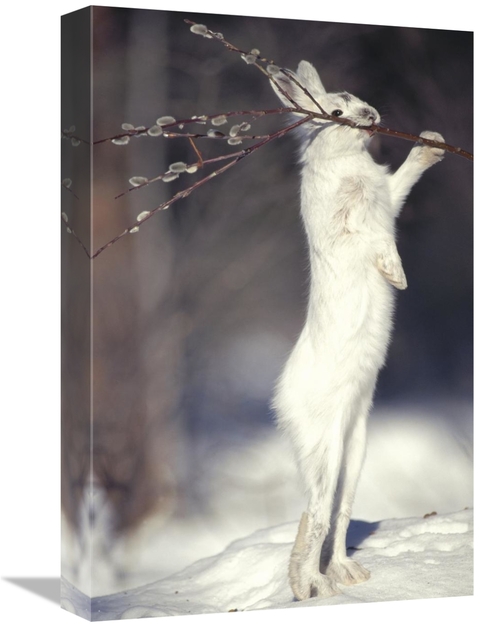 Global Gallery GCS-451848-1218-142 12 x 18 in. Snowshoe Hare Feeding o