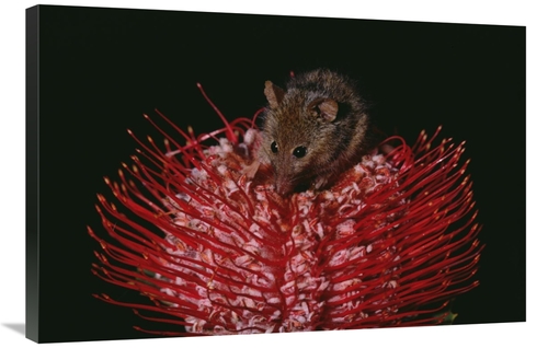 Global Gallery GCS-452930-2436-142 24 x 36 in. Honey Possum Feeding on