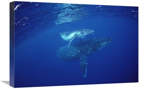 Global Gallery GCS-450952-1624-142 16 x 24 in. Humpback Whale Mother &