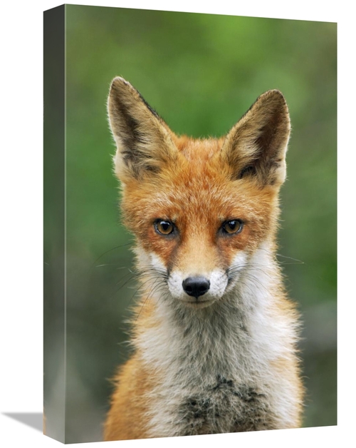 Global Gallery GCS-398282-1218-142 12 x 18 in. Red Fox, Hoge Veluw