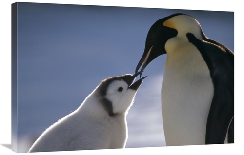 Global Gallery GCS-451125-2436-142 24 x 36 in. Emperor Penguin Parent 