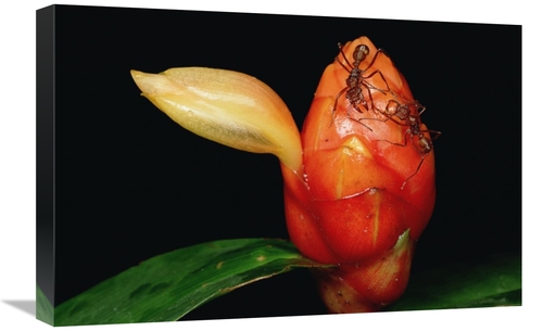 Global Gallery GCS-451009-1624-142 16 x 24 in. Ponerine Ant Protecting