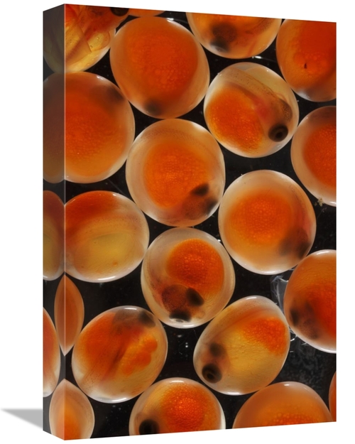 Global Gallery GCS-453584-1218-142 12 x 18 in. Chum Salmon Eggs, N