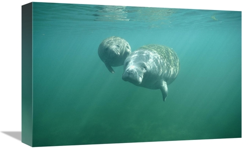 Global Gallery GCS-451064-1218-142 12 x 18 in. West Indian Manatee & Y